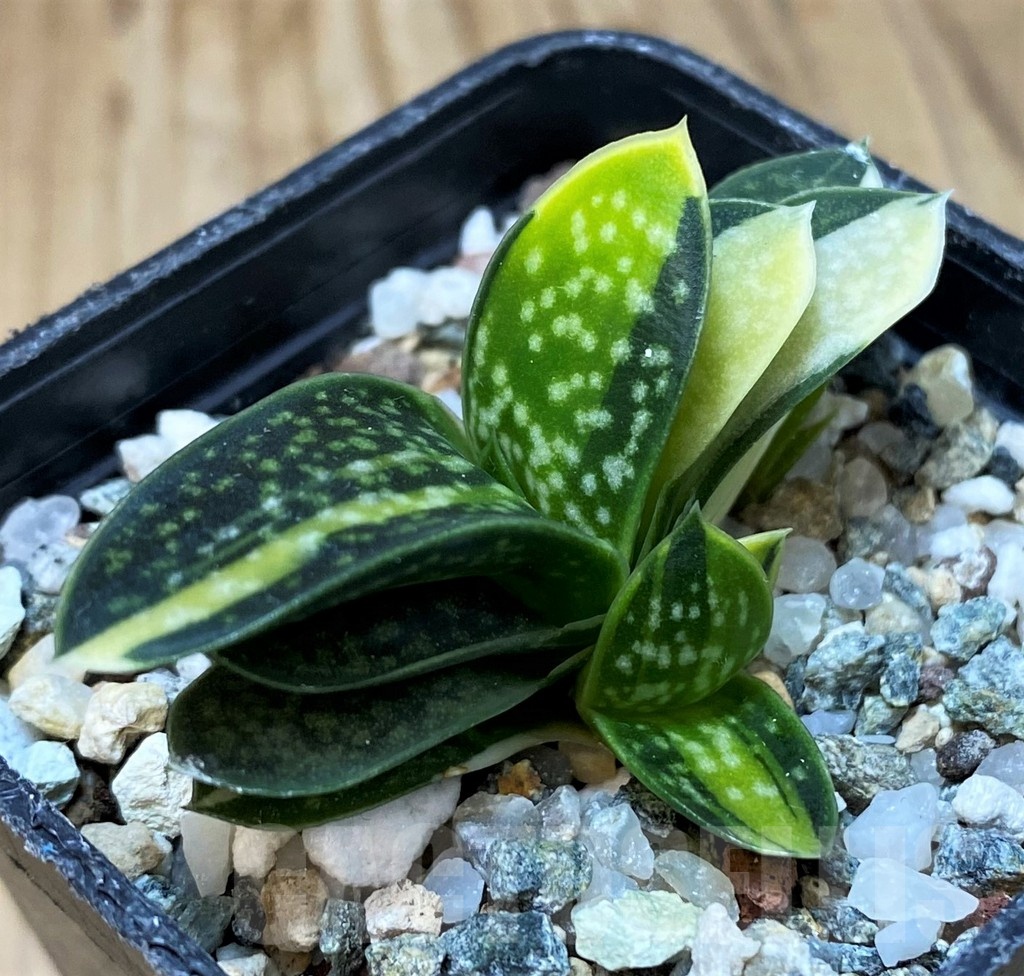 SH25151 Gasteria minima f. variegata