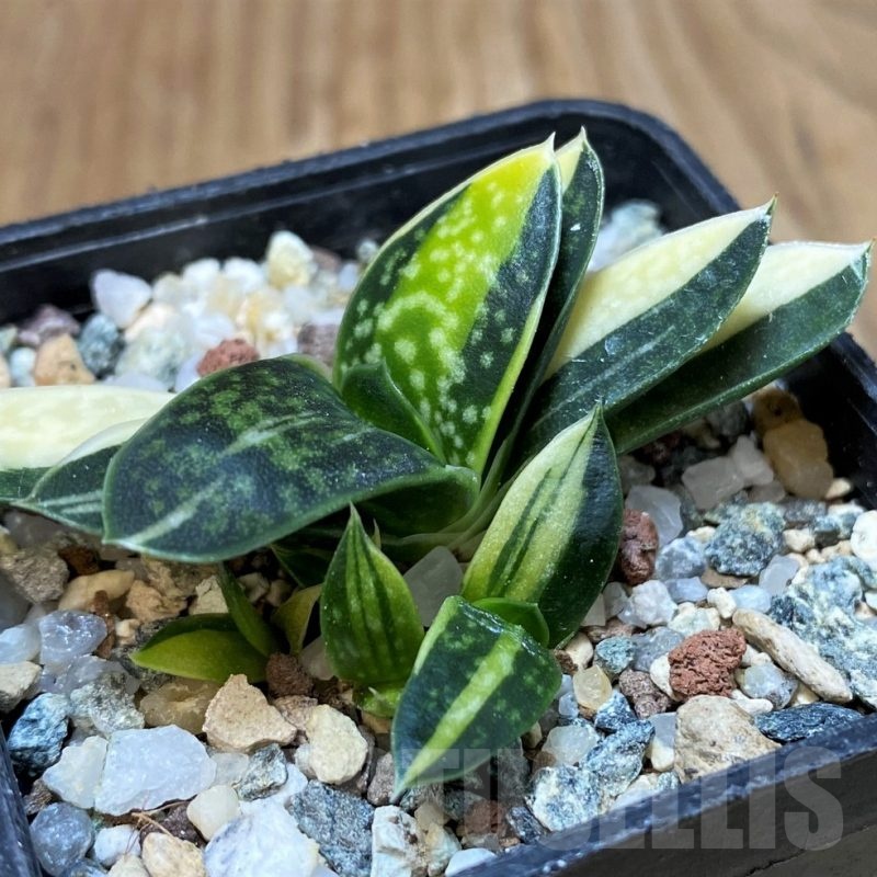 SH25152 Gasteria minima f. variegata