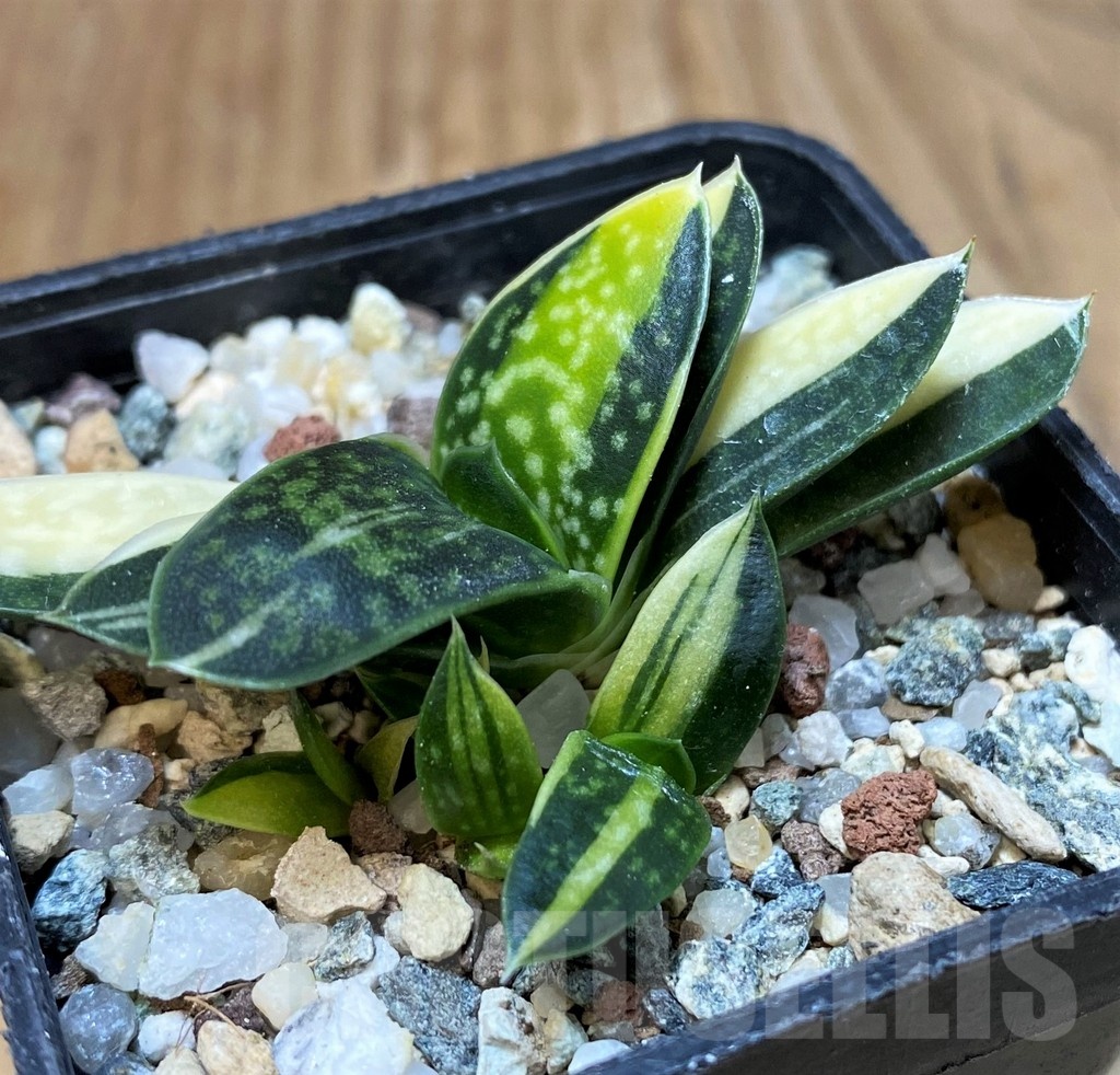 SH25152 Gasteria minima f. variegata