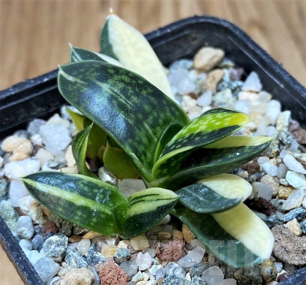 SH25152 Gasteria minima f. variegata - Image 2