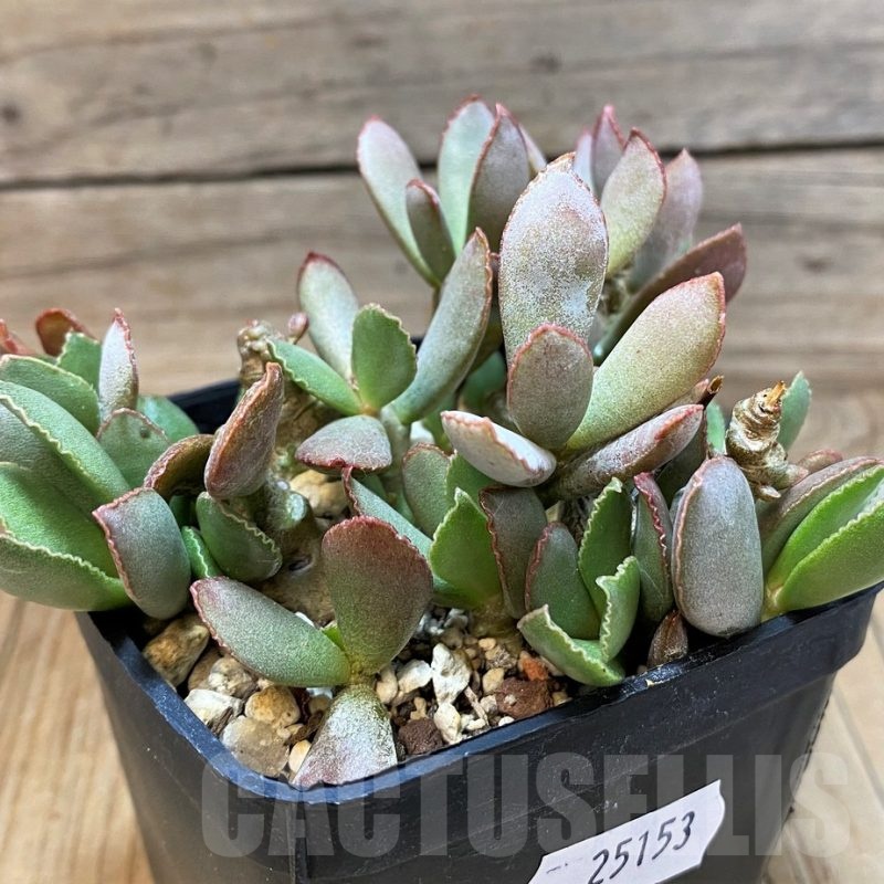 SH25153 Adromischus schuldtianus