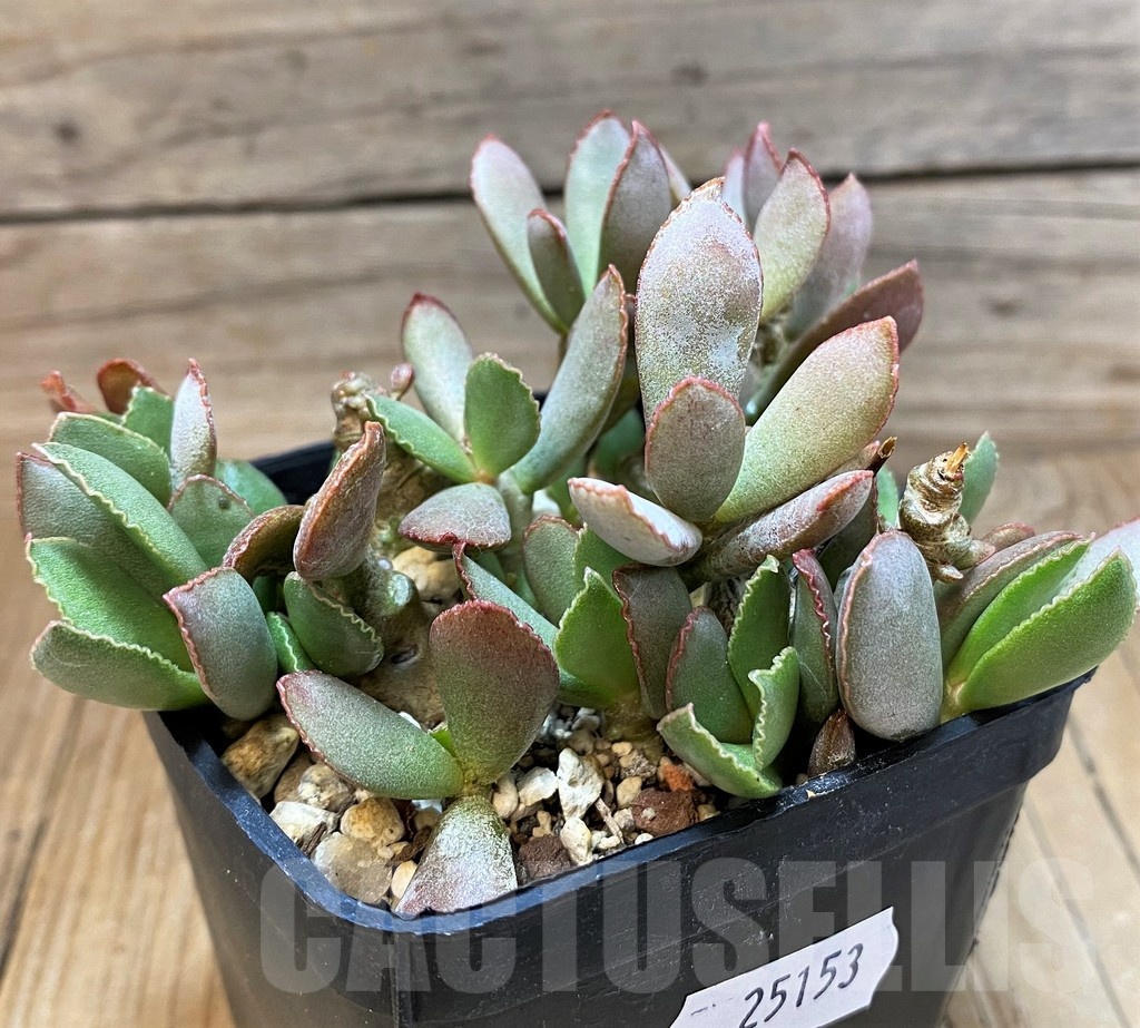 SH25153 Adromischus schuldtianus
