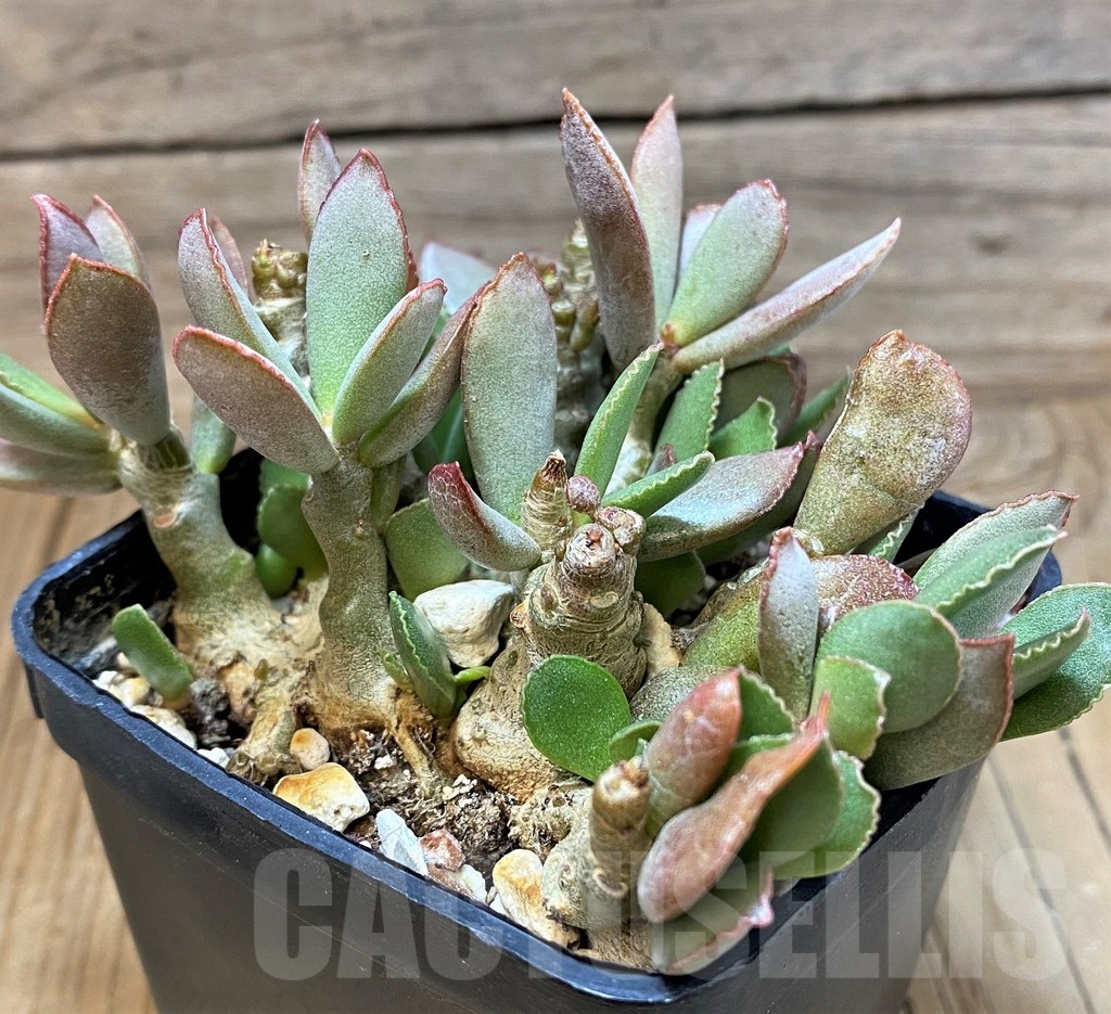 SH25153 Adromischus schuldtianus - immagine 2