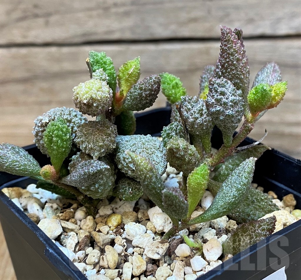 SH25154 Adromischus marianae f. herrei - immagine 2