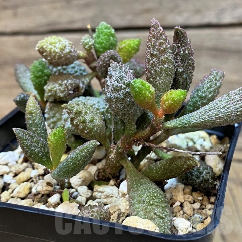 SH25154 Adromischus marianae f. herrei