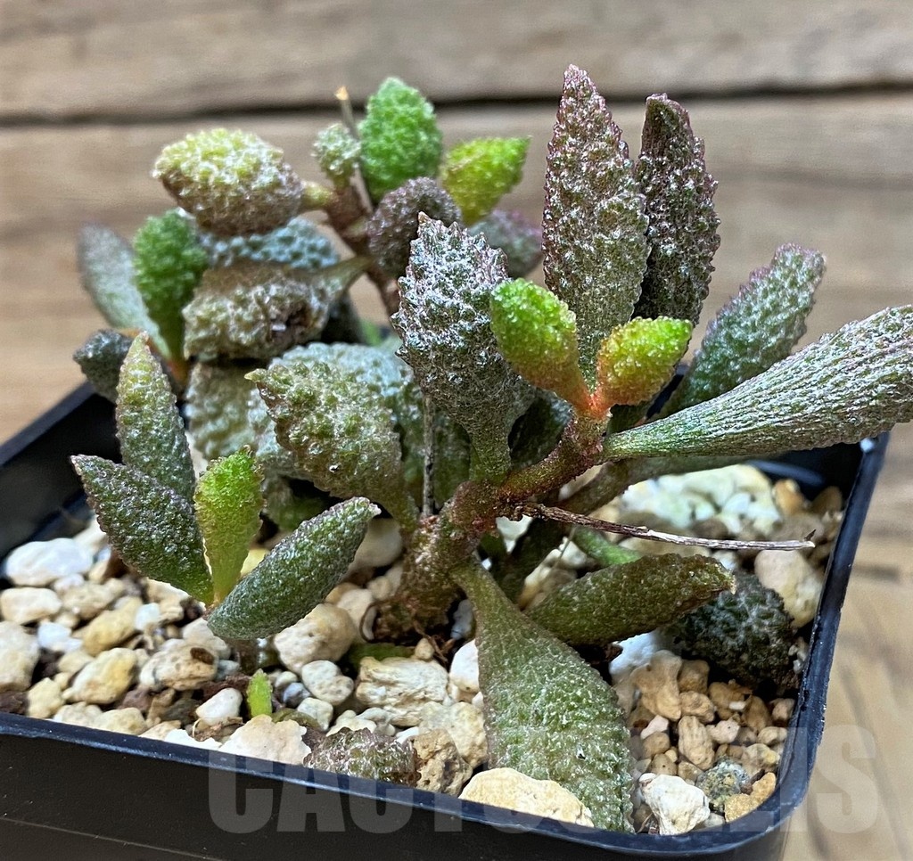 SH25154 Adromischus marianae f. herrei