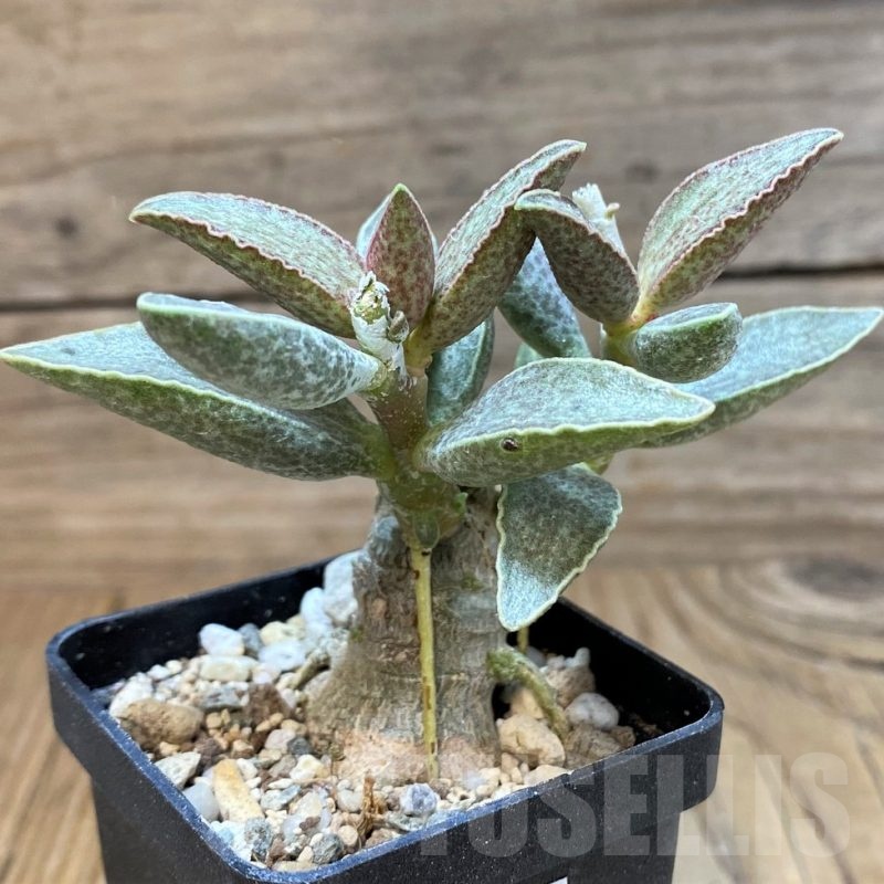 SH25155 Adromischus marianiae hybrid