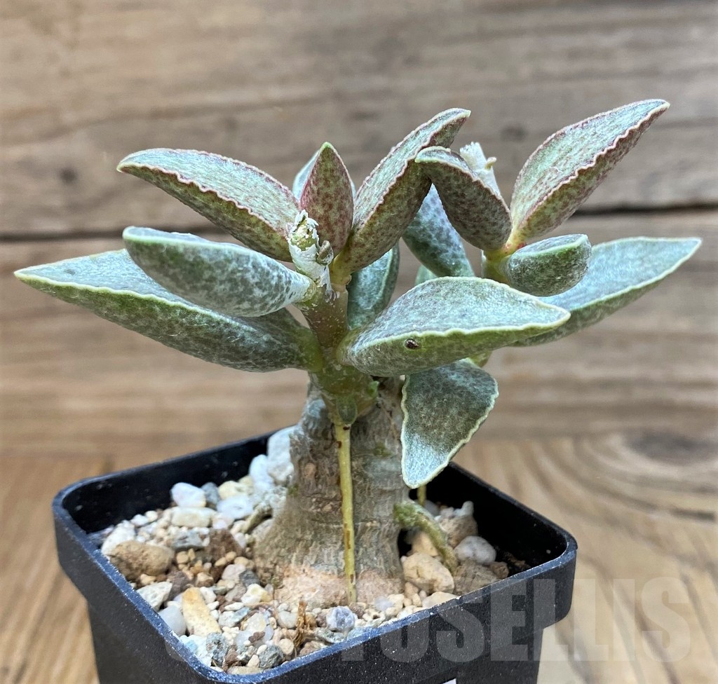 SH25155 Adromischus marianiae hybrid