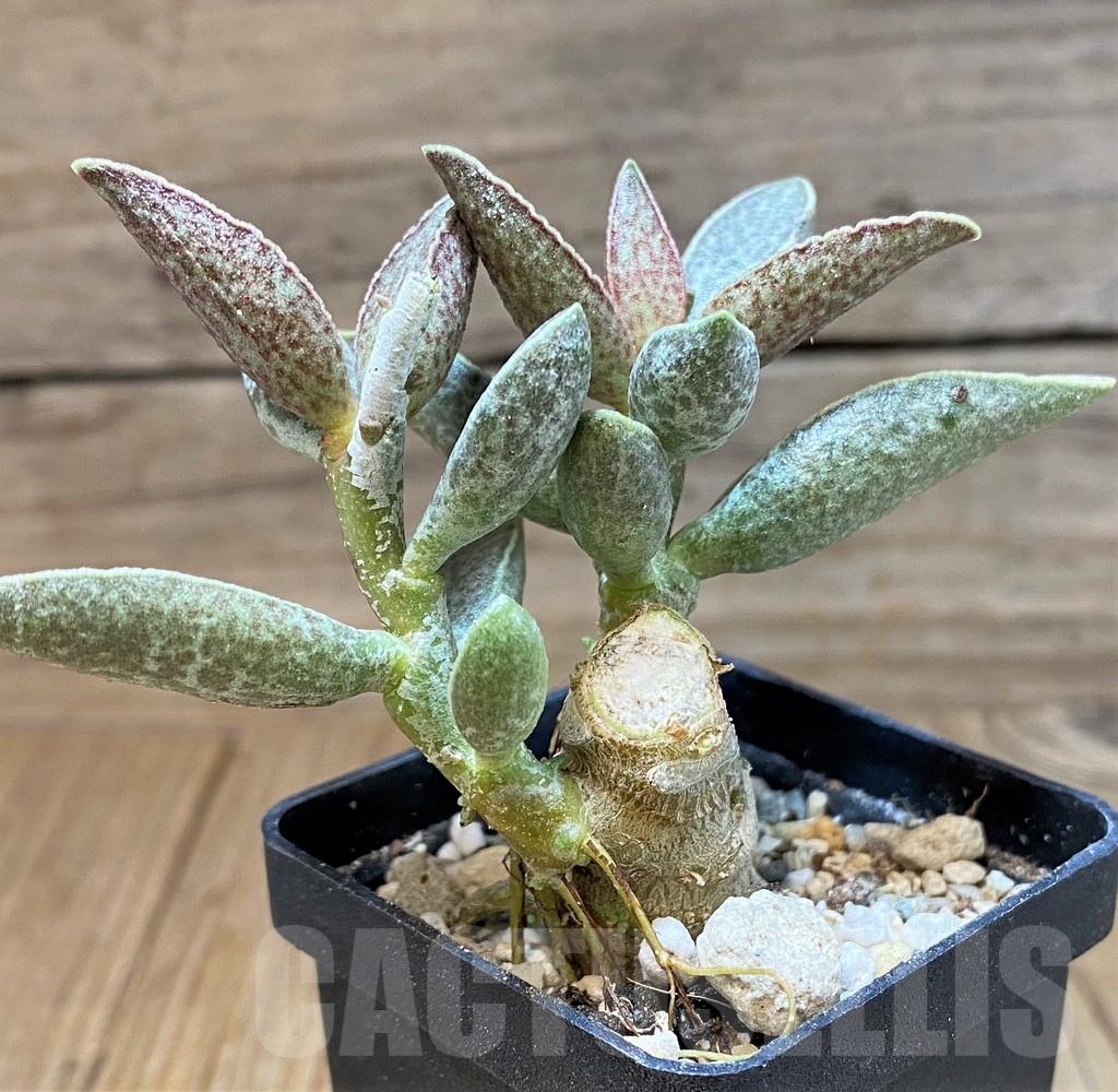 SH25155 Adromischus marianiae hybrid - immagine 2
