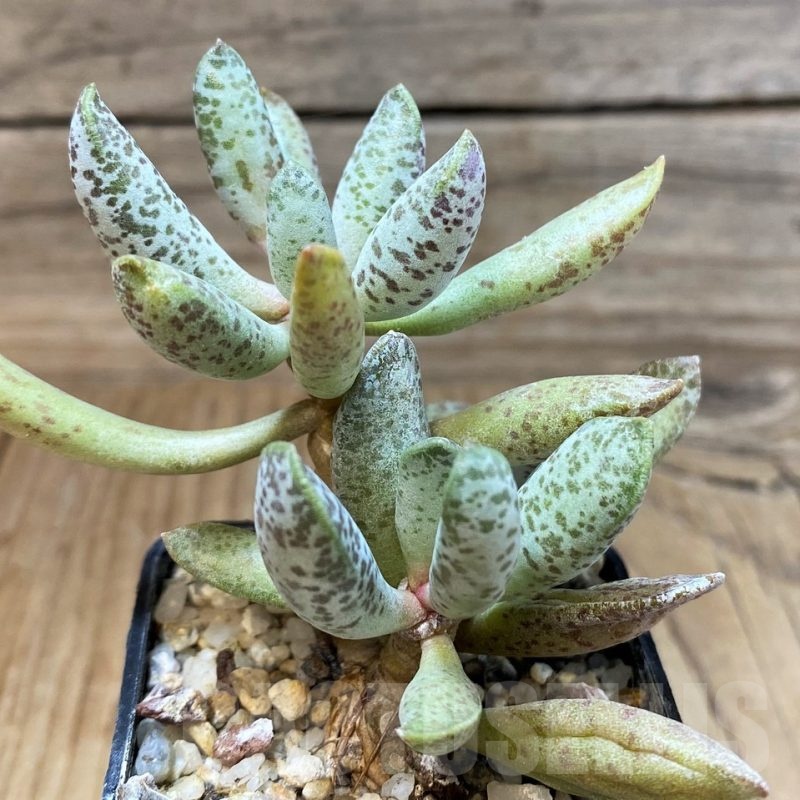 SH25156 Adromischus mammillaris