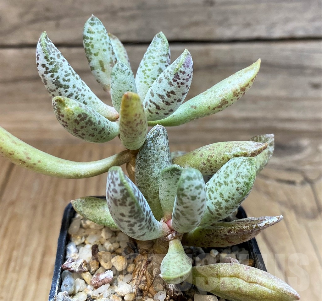 SH25156 Adromischus mammillaris