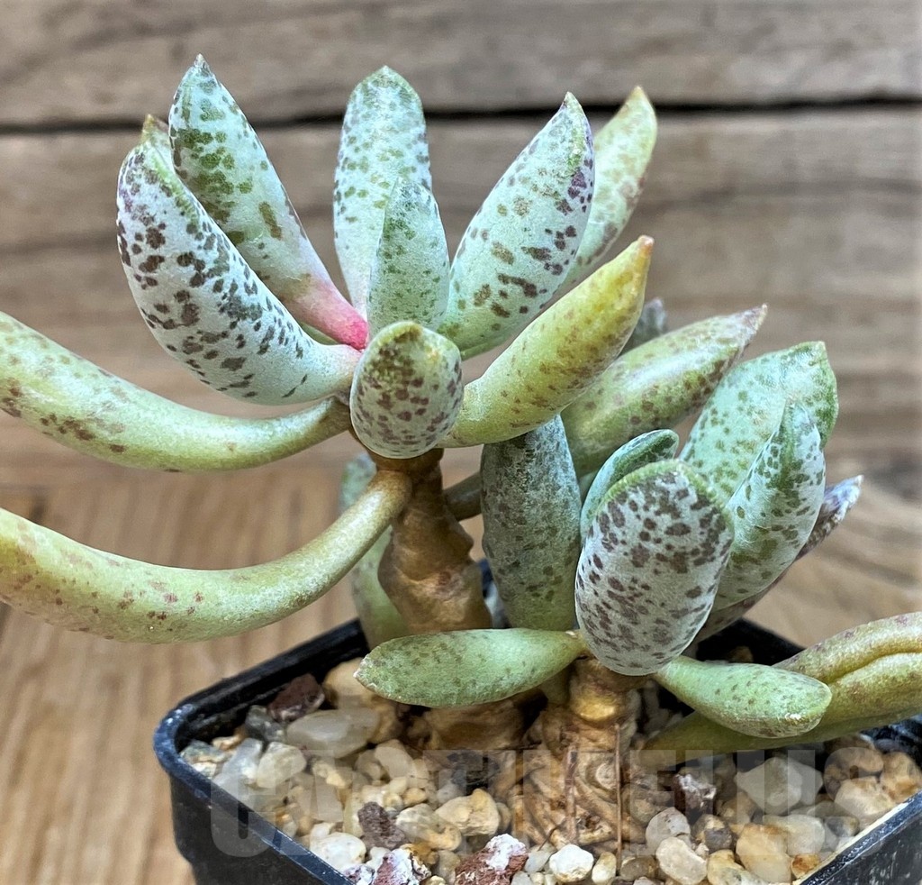 SH25156 Adromischus mammillaris - immagine 2