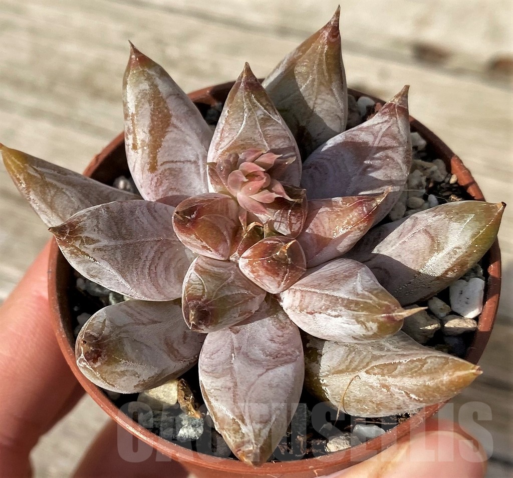 SH25098 Echeveria tolimanensis - Image 2