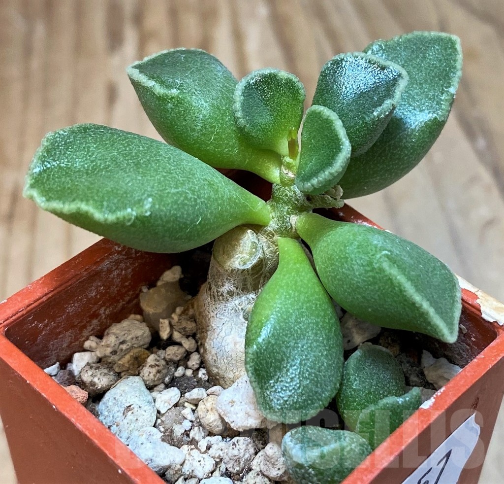 SH25157 Adromischus marianae 'Tanqua' - immagine 2