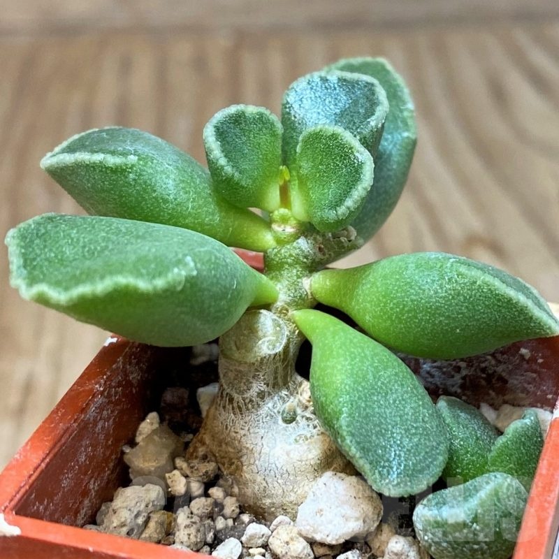 SH25157 Adromischus marianae 'Tanqua'