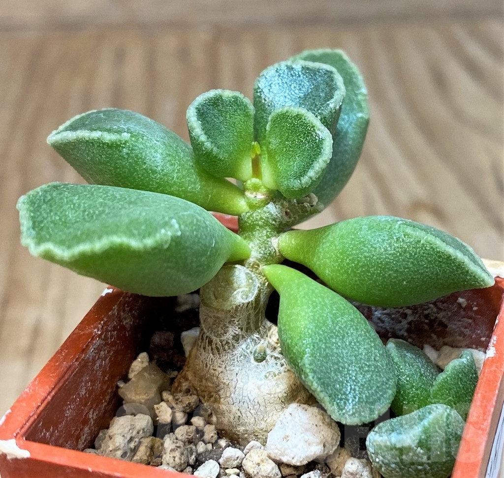 SH25157 Adromischus marianae 'Tanqua'