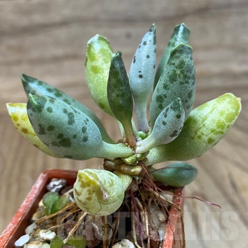 SH25158 Adromischus festivus