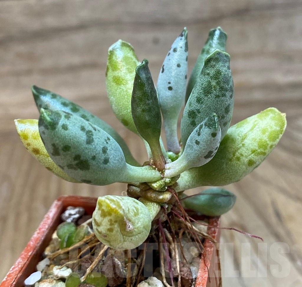 SH25158 Adromischus festivus