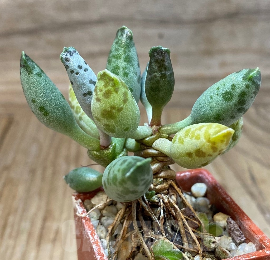 SH25158 Adromischus festivus - immagine 2