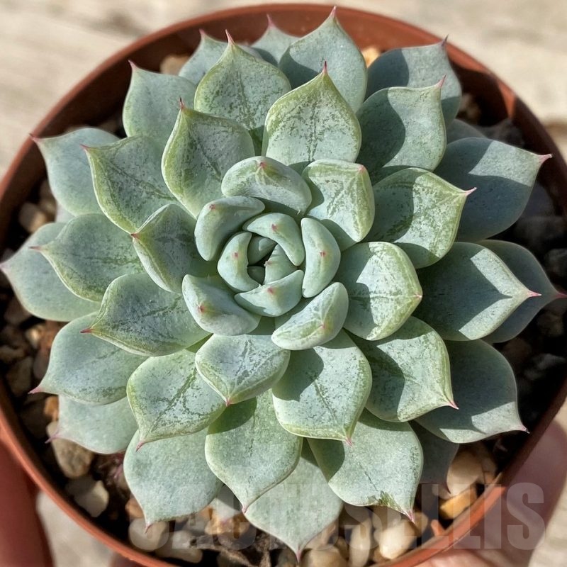 SH25093 Echeveria hybrid