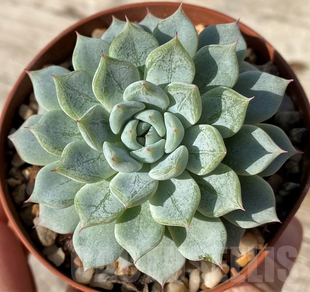 SH25093 Echeveria hybrid