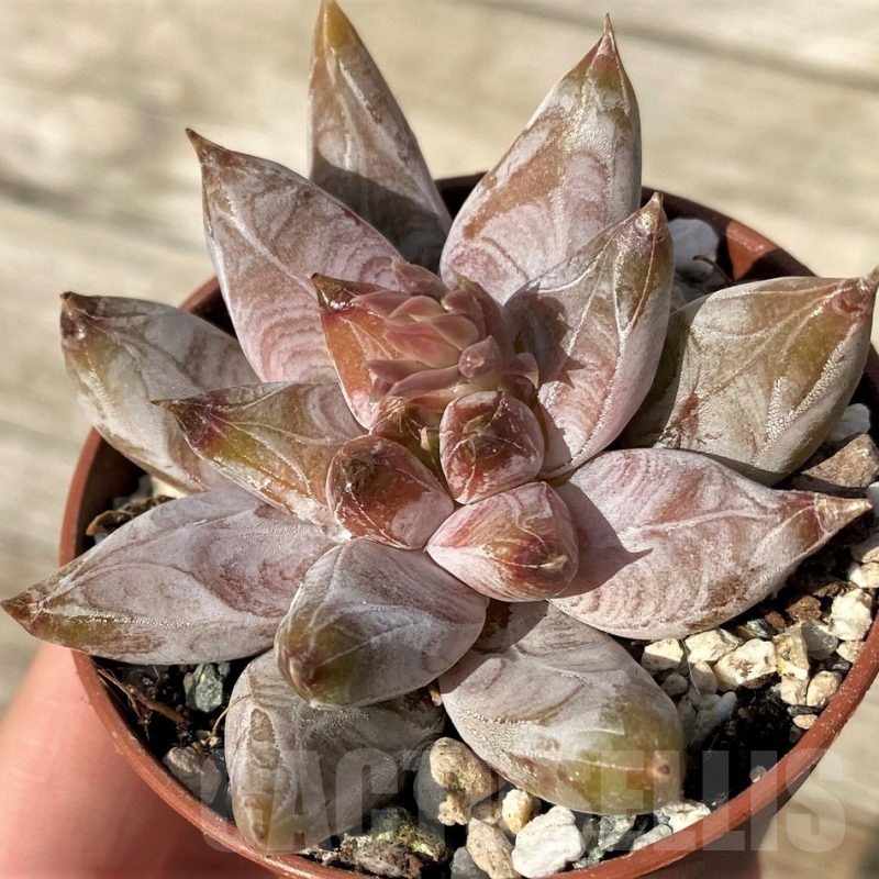 SH25098 Echeveria tolimanensis