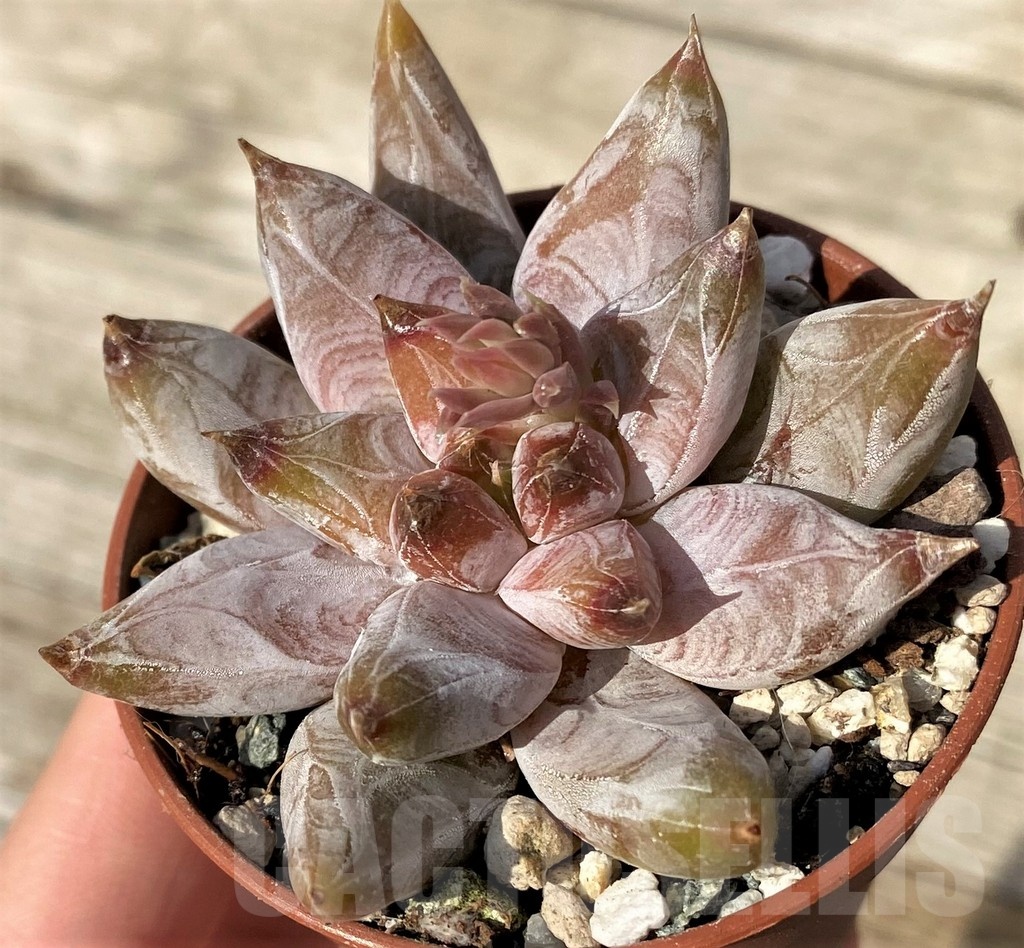 SH25098 Echeveria tolimanensis