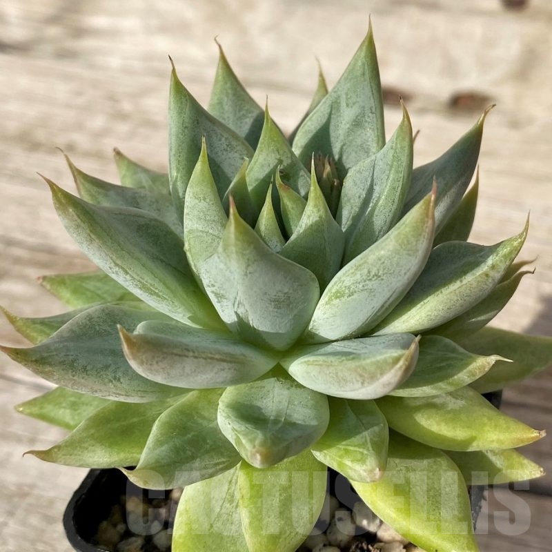 SH25099 Echeveria hybrid