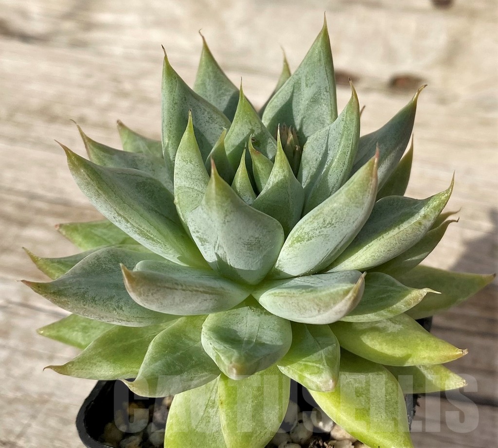 SH25099 Echeveria hybrid