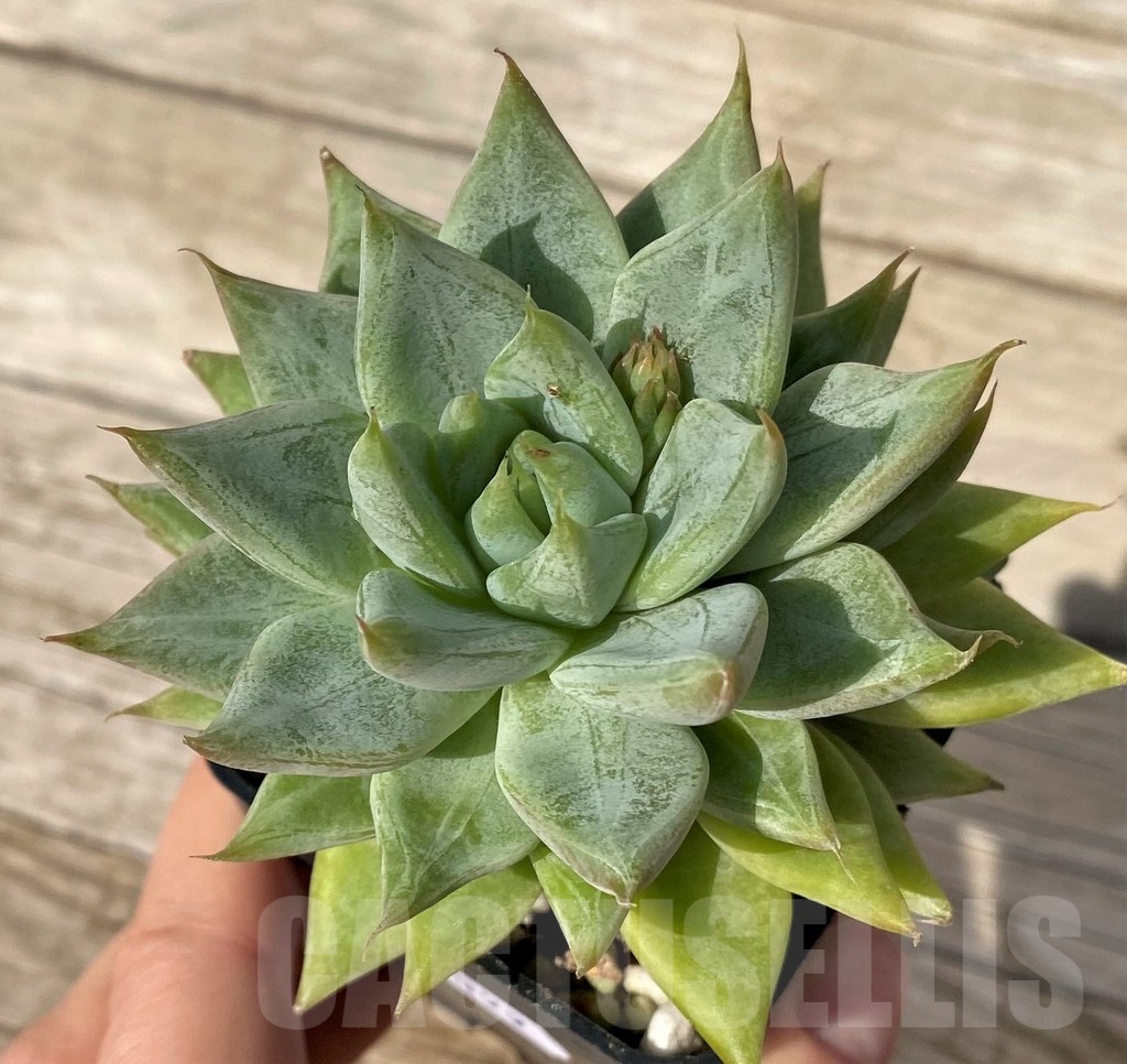 SH25099 Echeveria hybrid - Image 2