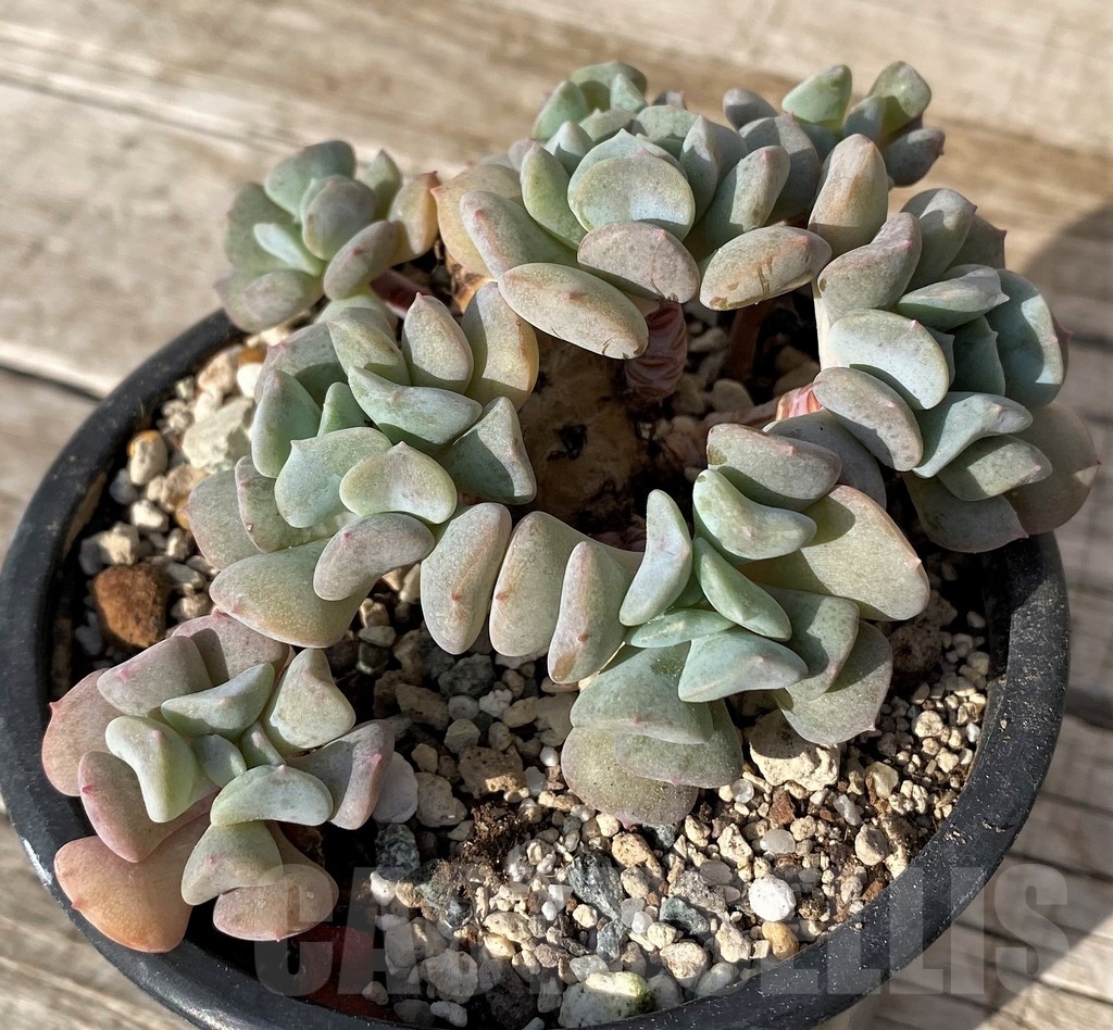 SH25100 Echeveria 'Cubic Frost' - Image 2