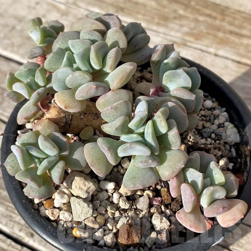SH25100 Echeveria 'Cubic Frost'