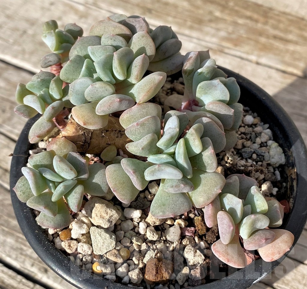 SH25100 Echeveria 'Cubic Frost'
