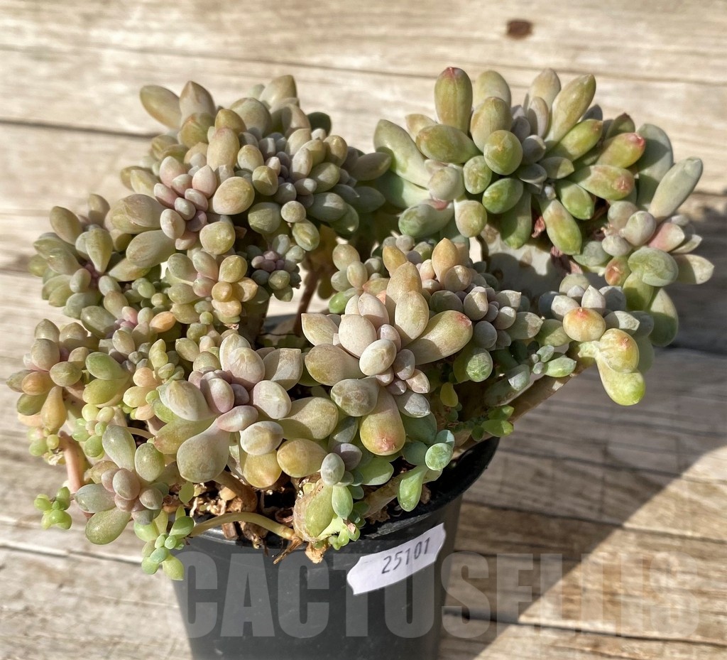 SH25101 Graptosedum ‘Francesco Baldi’ f. cristata - Image 2