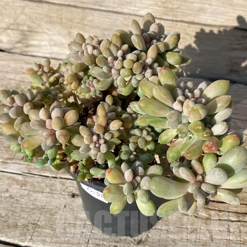 SH25101 Graptosedum ‘Francesco Baldi’ f. cristata