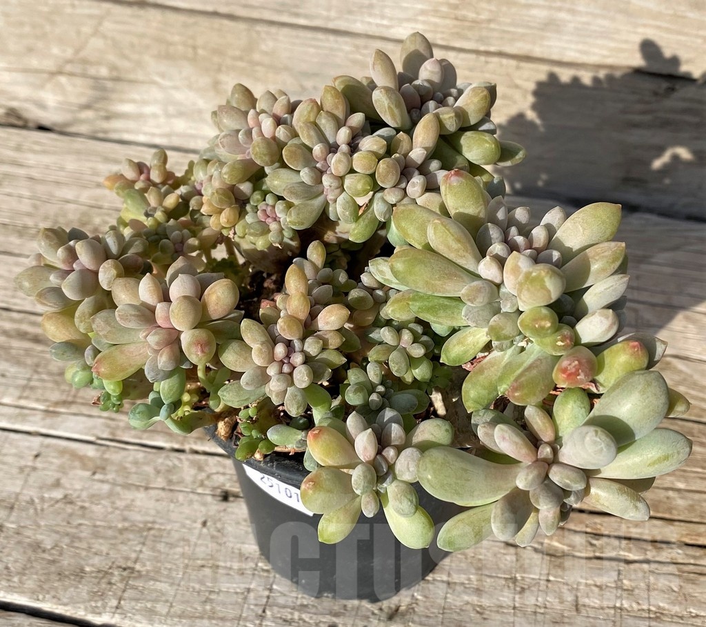 SH25101 Graptosedum ‘Francesco Baldi’ f. cristata