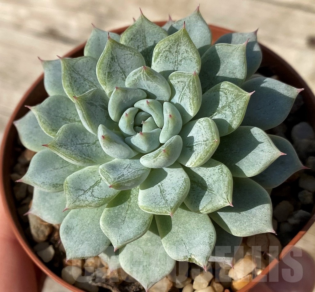 SH25093 Echeveria hybrid - Image 2