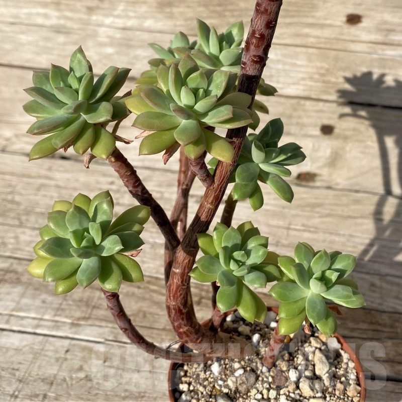 SH25102 Echeveria ‘Minibelle’