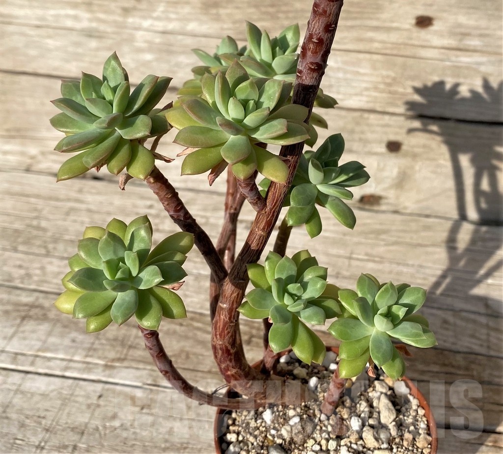 SH25102 Echeveria ‘Minibelle’