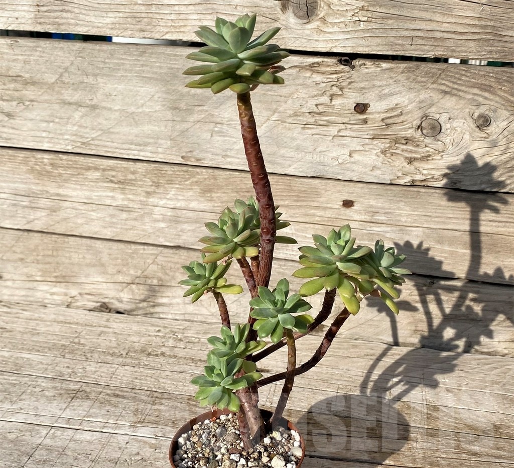 SH25102 Echeveria ‘Minibelle’ - Image 3