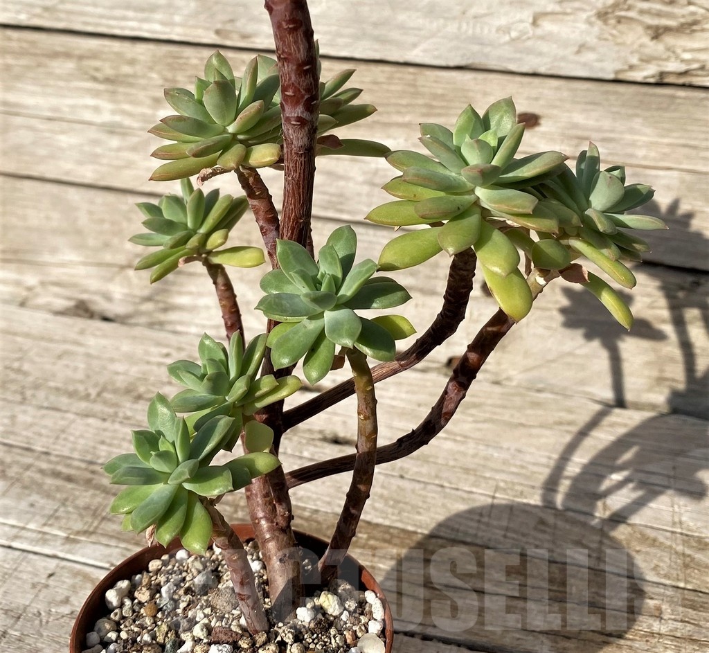 SH25102 Echeveria ‘Minibelle’ - Image 2