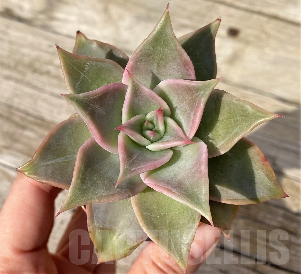 SH25103 Echeveria ‘Madiba’ - Image 2