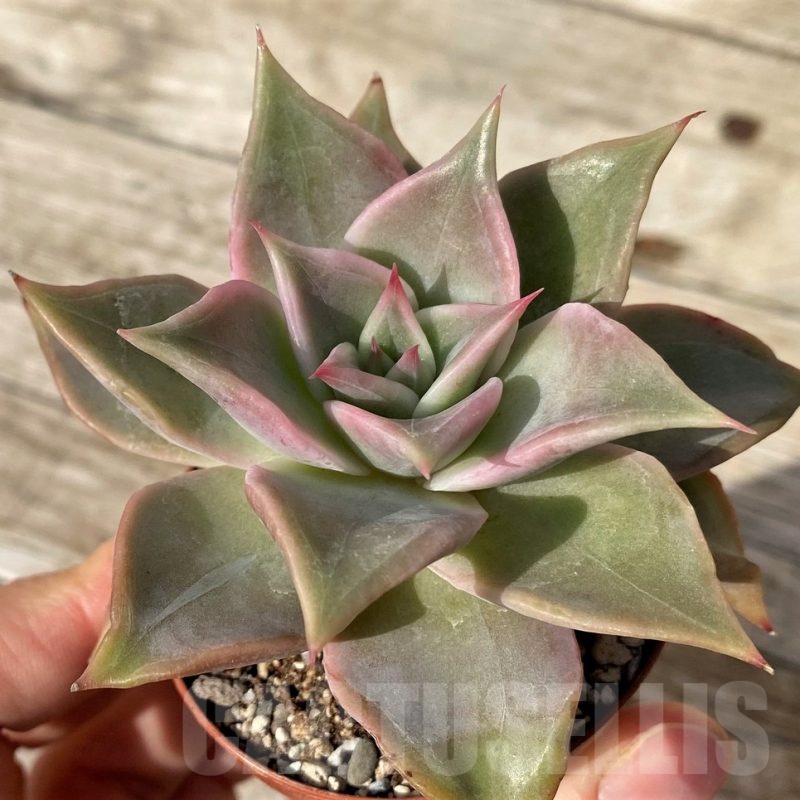 SH25103 Echeveria ‘Madiba’