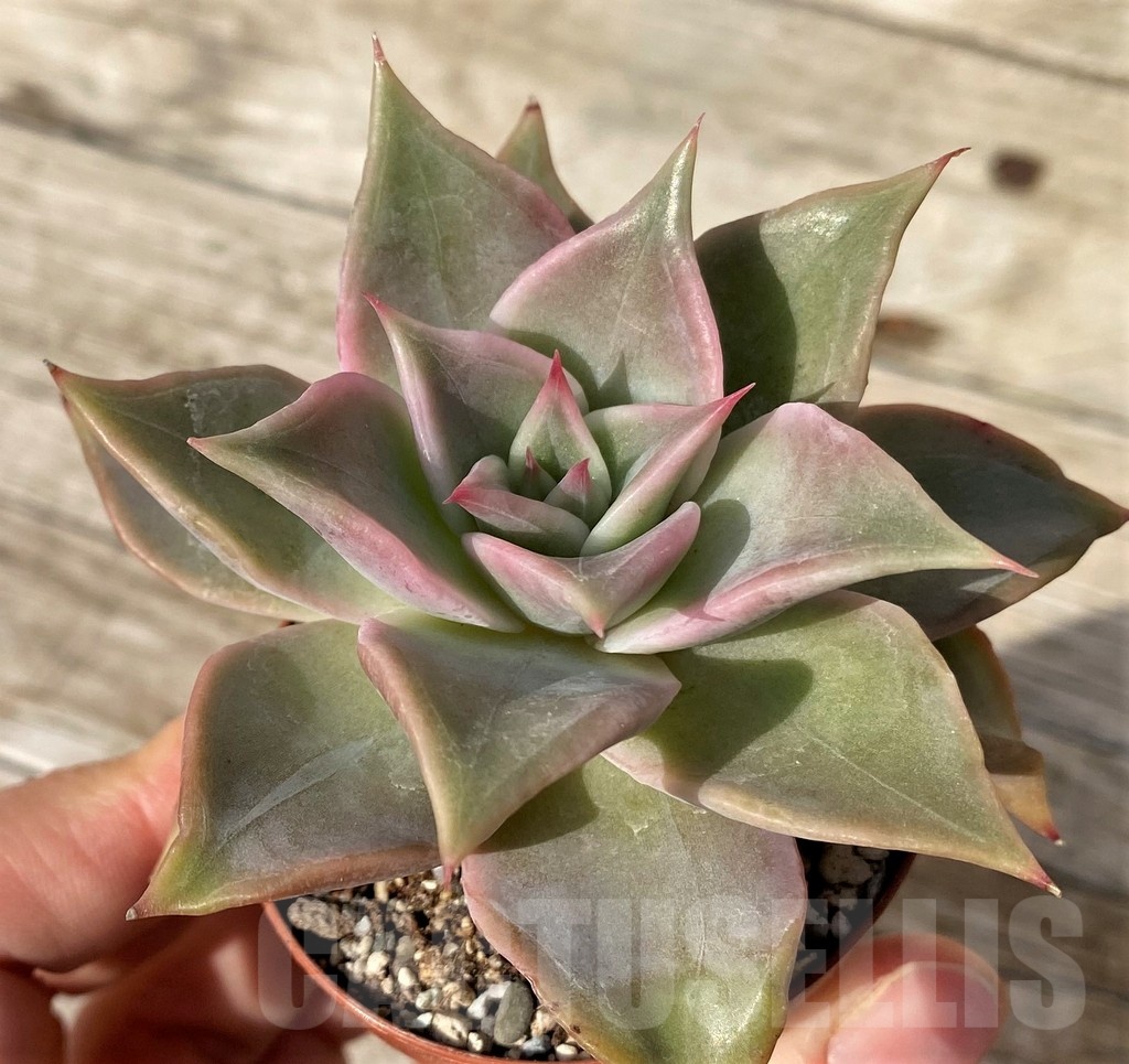 SH25103 Echeveria ‘Madiba’