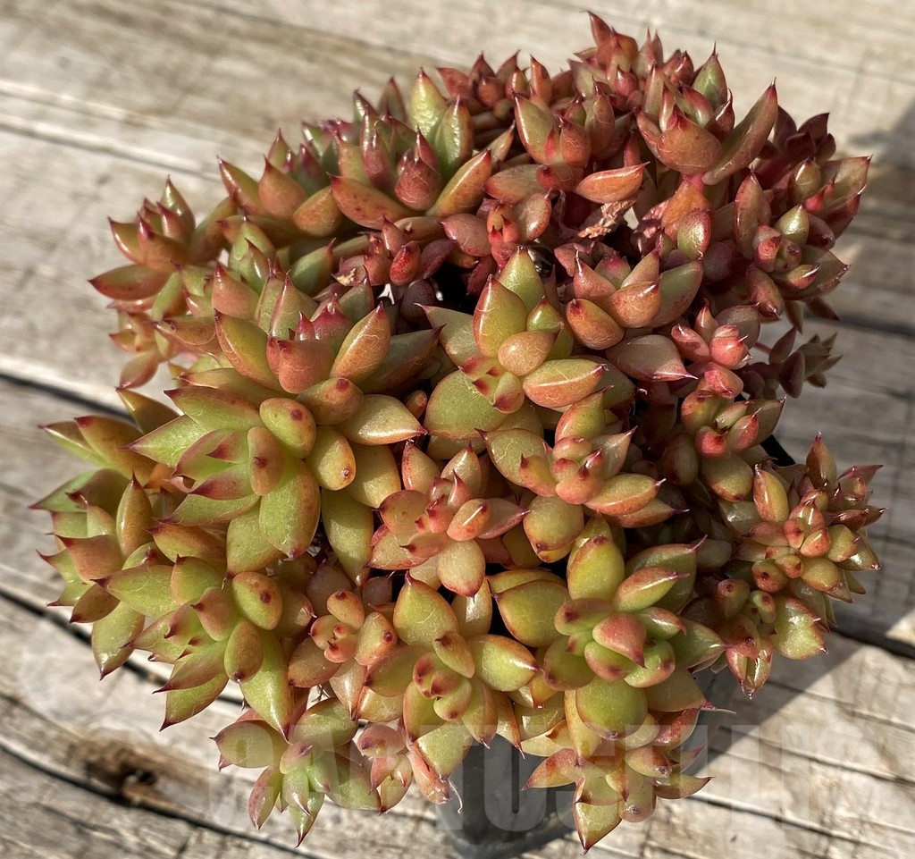 SH25104 Echeveria agavoides f. cristata - Image 2