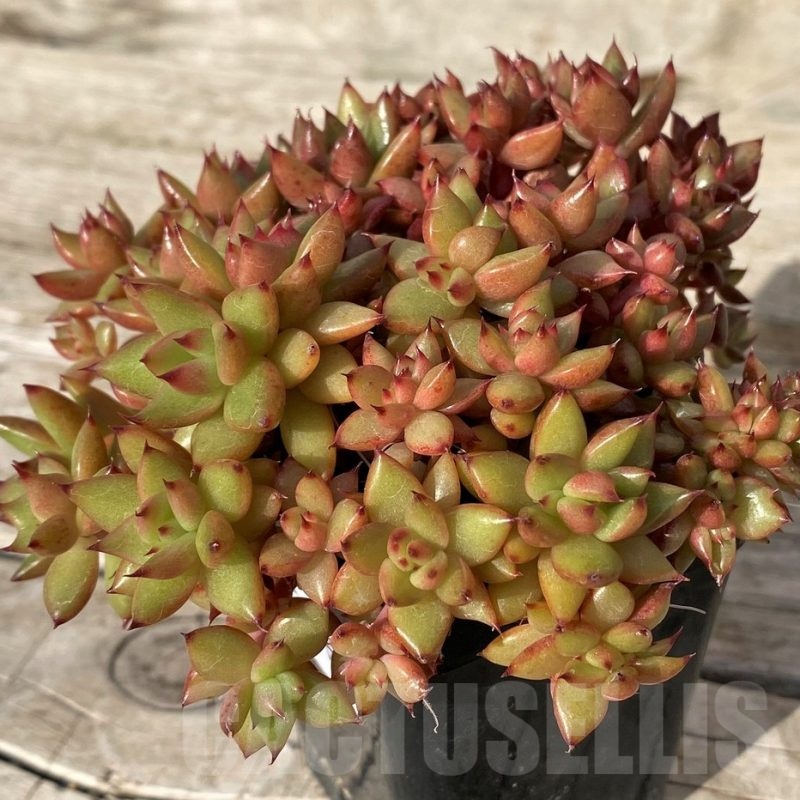 SH25104 Echeveria agavoides f. cristata
