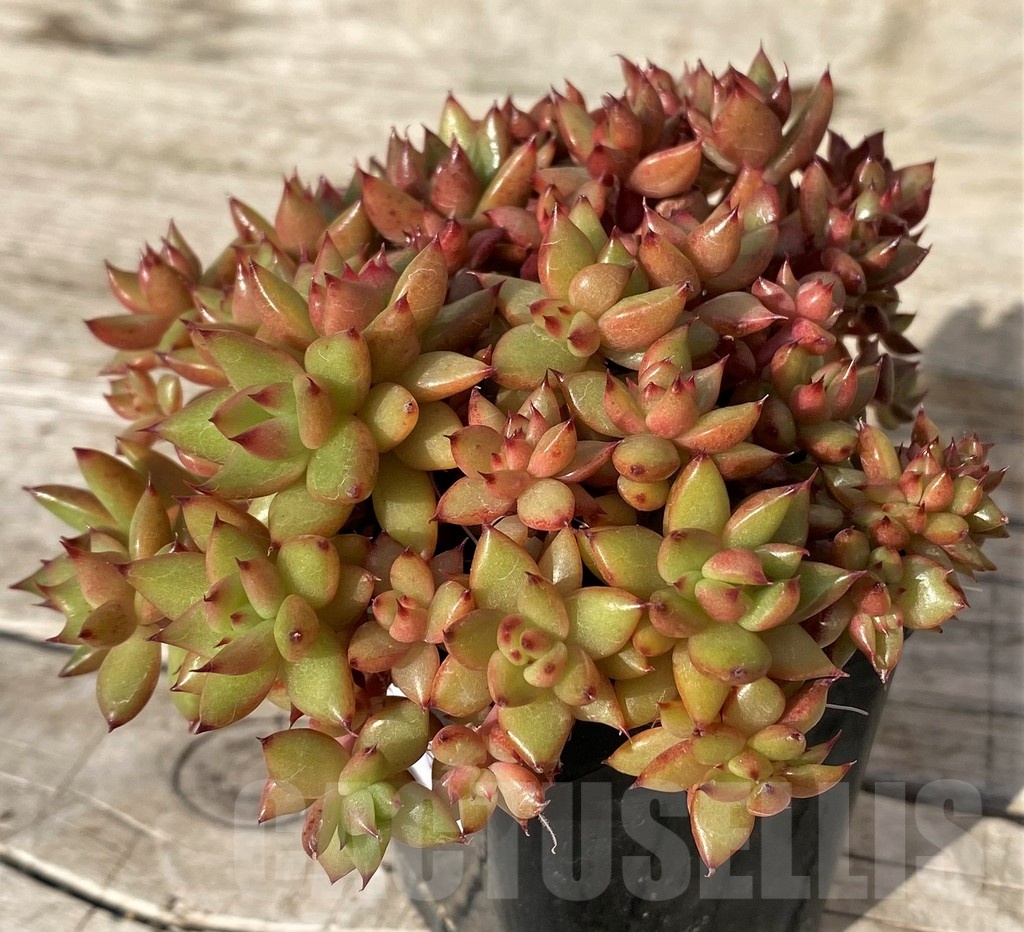 SH25104 Echeveria agavoides f. cristata