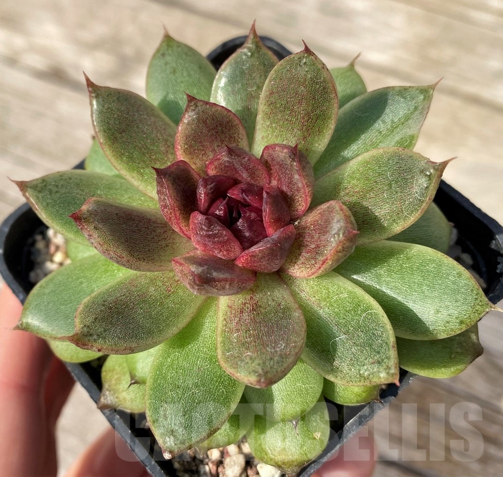 SH25105 Echeveria ‘Red Crystal’ - Image 2