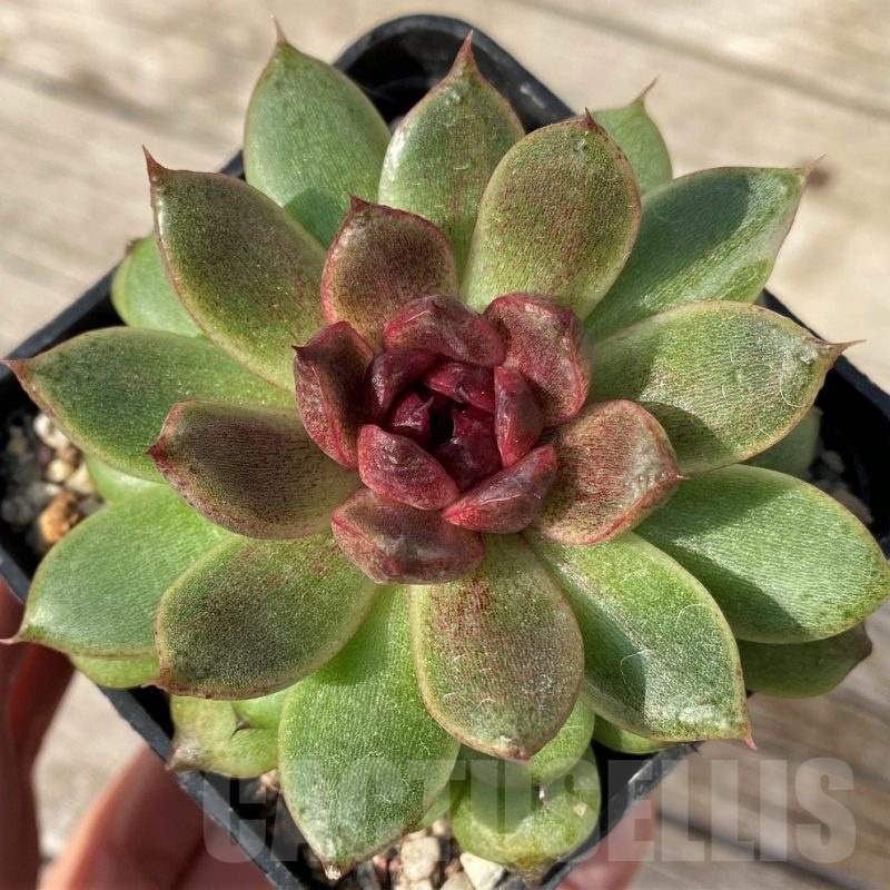 SH25105 Echeveria ‘Red Crystal’