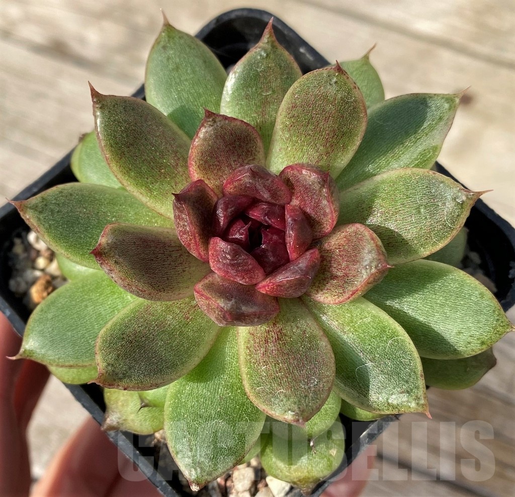 SH25105 Echeveria ‘Red Crystal’